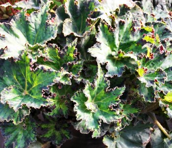 B. ‘Hyroglyphics’